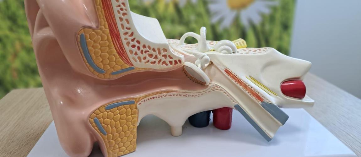 Freiwilliges Hörscreening, 3. Klassen