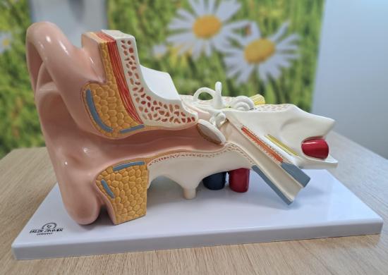 Freiwilliges Hörscreening, 3. Klassen